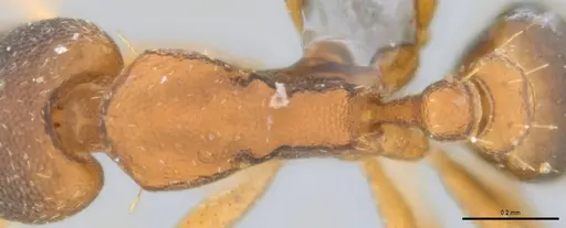 Strumigenys crementa specimen ANTWEB1053492 image antweb1053492_2