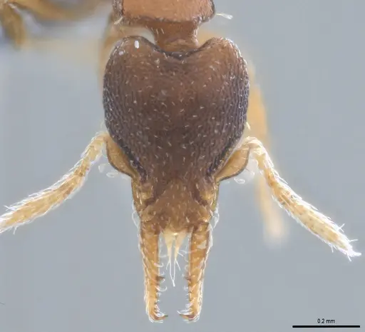 Strumigenys crementa specimen ANTWEB1053492 image antweb1053492_3