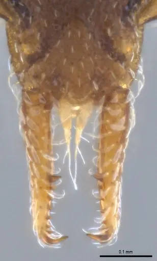 Strumigenys crementa specimen ANTWEB1053492 image antweb1053492_4