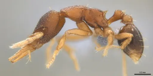 Strumigenys crementa specimen ANTWEB1053492 image antweb1053492_5