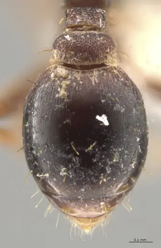 Strumigenys crementa specimen CASENT0613323 image casent0613323_2