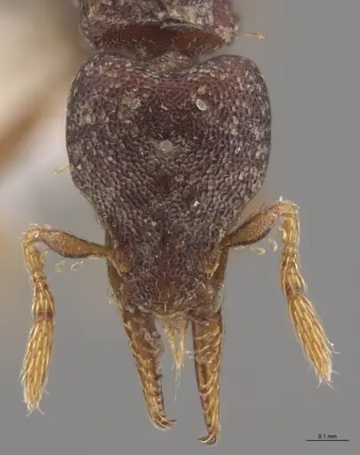 Strumigenys crementa specimen CASENT0613323 image casent0613323_3