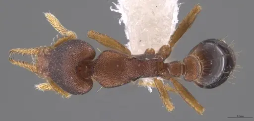Strumigenys crementa specimen CASENT0613758 image casent0613758_1