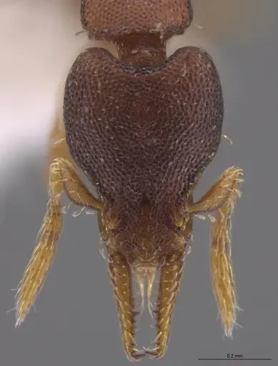 Strumigenys crementa specimen CASENT0613758 image casent0613758_2