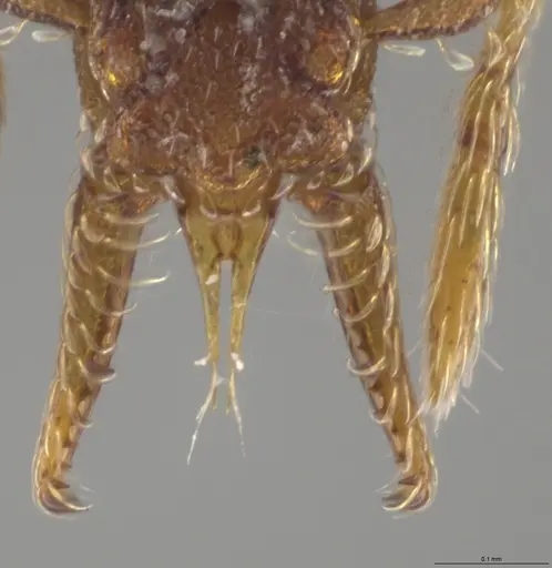 Strumigenys crementa specimen CASENT0618654 image casent0618654_1