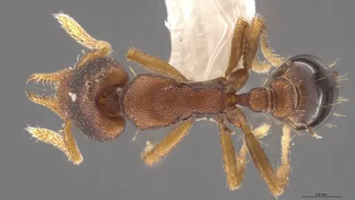 Strumigenys crementa specimen CASENT0628930 image casent0628930_1