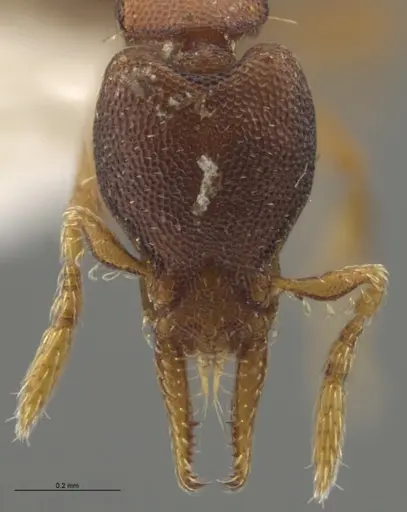 Strumigenys crementa specimen CASENT0628930 image casent0628930_2