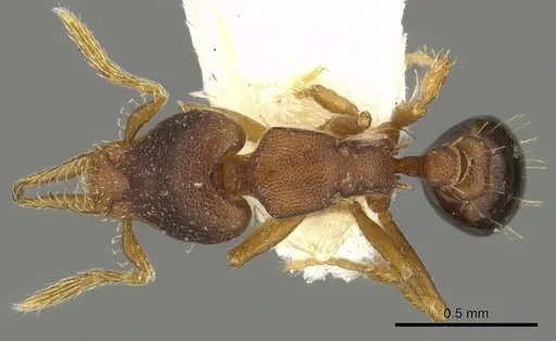 Strumigenys crementa specimen CASENT0900187 image casent0900187_1