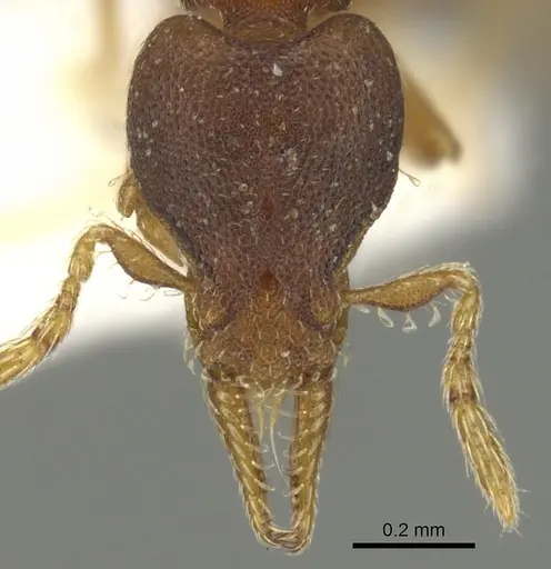 Strumigenys crementa specimen CASENT0900187 image casent0900187_2