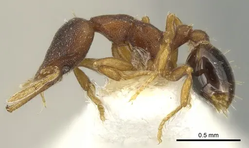 Strumigenys crementa specimen CASENT0900187 image casent0900187_3