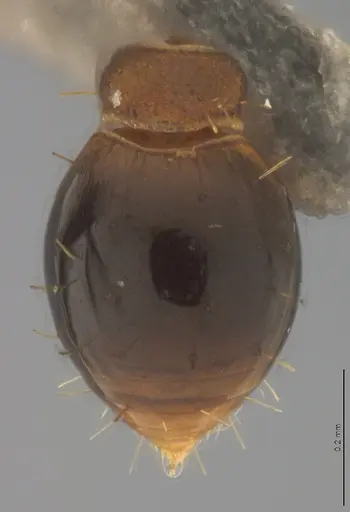 Strumigenys crementa specimen CASENT4036118 image casent4036118_1