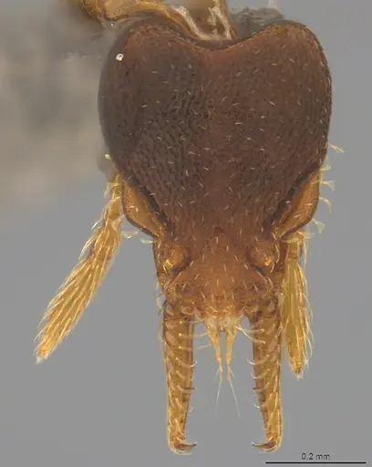 Strumigenys crementa specimen CASENT4036118 image casent4036118_2