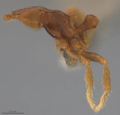 Strumigenys crementa specimen CASENT4036118 image casent4036118_3