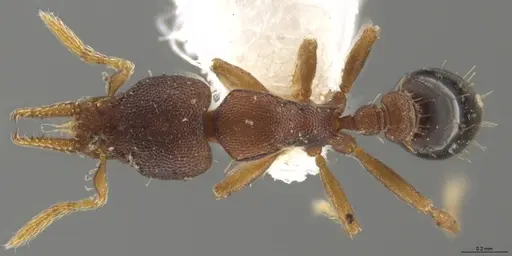 Strumigenys crementa specimen INB0003605463 image inb0003605463_1