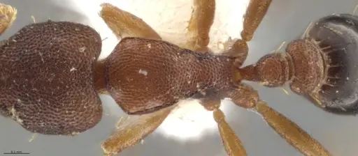 Strumigenys crementa specimen INB0003605463 image inb0003605463_2