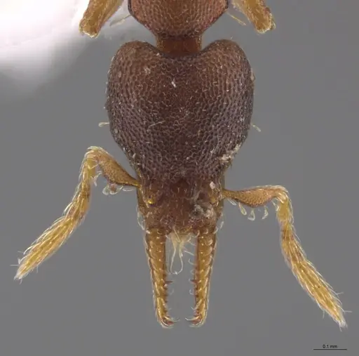 Strumigenys crementa specimen INB0003605463 image inb0003605463_3