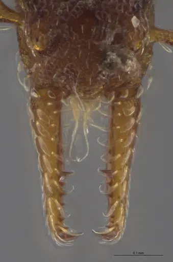 Strumigenys crementa specimen INB0003605463 image inb0003605463_4