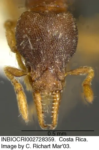 Strumigenys crementa specimen INBIOCRI002728359 image inbiocri002728359_1