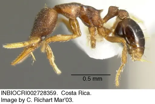 Strumigenys crementa specimen INBIOCRI002728359 image inbiocri002728359_2