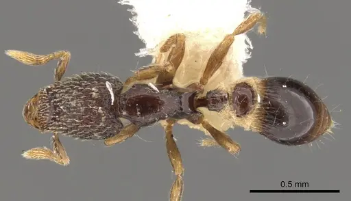 Strumigenys cryptura specimen CASENT0900055 image casent0900055_1