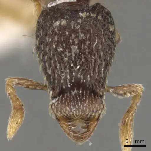 Strumigenys cryptura specimen CASENT0900055 image casent0900055_2