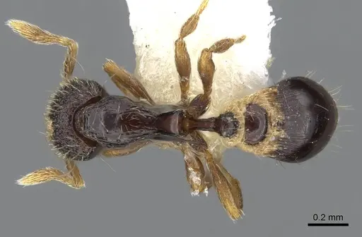 Strumigenys cryptura specimen CASENT0914705 image casent0914705_1