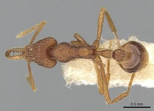 Strumigenys cultrigera specimen CASENT0280719 image casent0280719_1