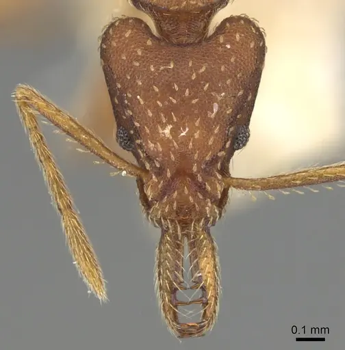Strumigenys cultrigera specimen CASENT0280719 image casent0280719_2