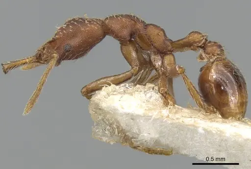 Strumigenys cultrigera specimen CASENT0280719 image casent0280719_3