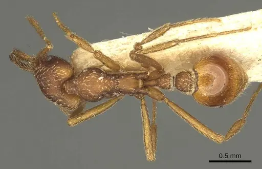 Strumigenys cultrigera specimen CASENT0915690 image casent0915690_1