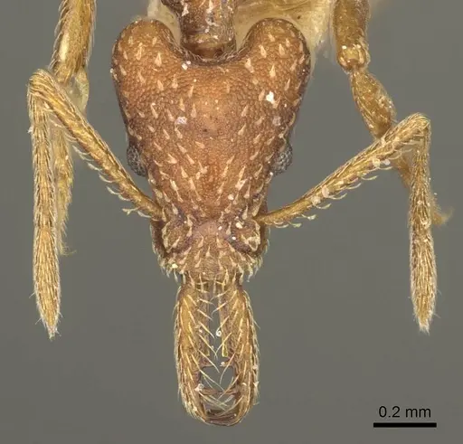 Strumigenys cultrigera specimen CASENT0915690 image casent0915690_2