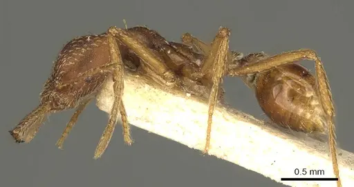 Strumigenys cultrigera specimen CASENT0915690 image casent0915690_3