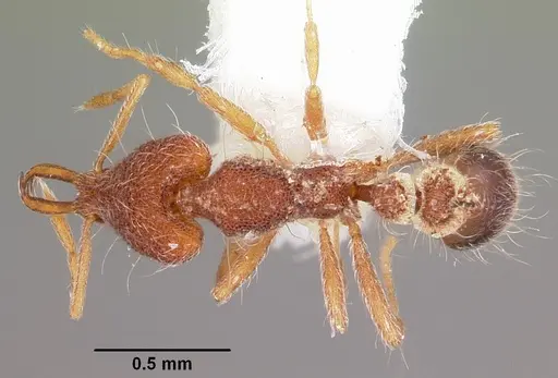 Strumigenys cygarix specimen CASENT0102640 image casent0102640_1