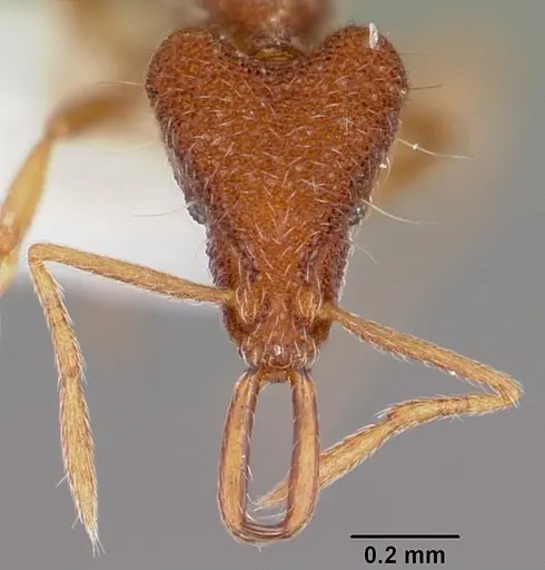 Strumigenys cygarix specimen CASENT0102640 image casent0102640_2