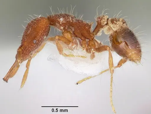 Strumigenys cygarix specimen CASENT0102640 image casent0102640_3