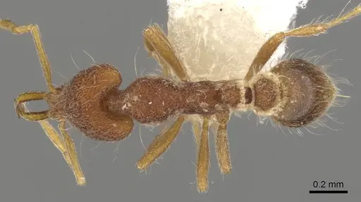 Strumigenys cygarix specimen CASENT0900799 image casent0900799_1