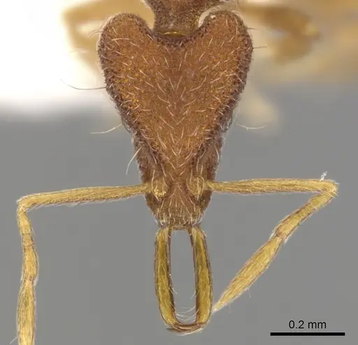 Strumigenys cygarix specimen CASENT0900799 image casent0900799_2