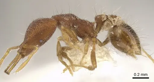 Strumigenys cygarix specimen CASENT0900799 image casent0900799_3