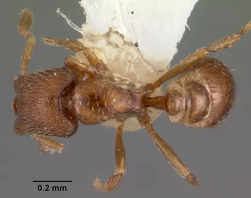Strumigenys dagon specimen CASENT0102588 image casent0102588_1