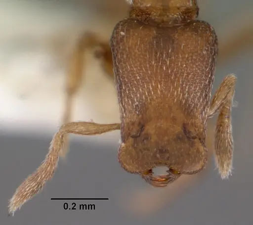 Strumigenys dagon specimen CASENT0102588 image casent0102588_2