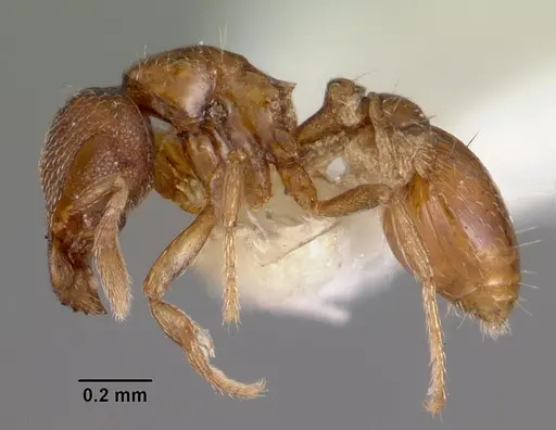 Strumigenys dagon specimen CASENT0102588 image casent0102588_3