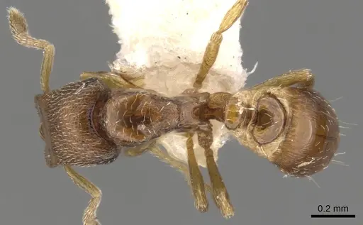 Strumigenys dagon specimen CASENT0900049 image casent0900049_1