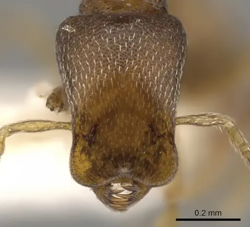 Strumigenys dagon specimen CASENT0900049 image casent0900049_2