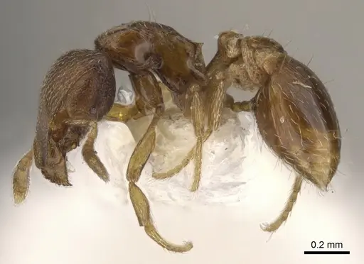 Strumigenys dagon specimen CASENT0900049 image casent0900049_3