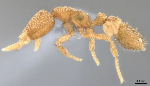Strumigenys dahlanae specimen ANTWEB1053702 image antweb1053702_4
