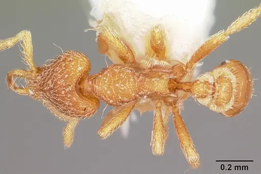 Strumigenys dantalion specimen CASENT0102641 image casent0102641_1