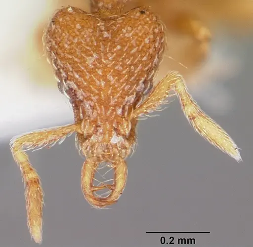 Strumigenys dantalion specimen CASENT0102641 image casent0102641_2