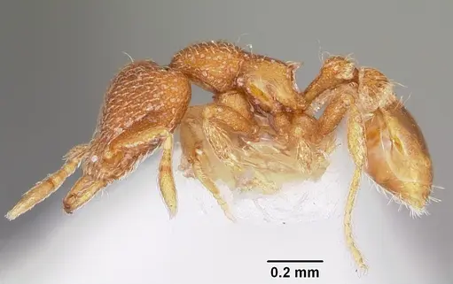 Strumigenys dantalion specimen CASENT0102641 image casent0102641_3