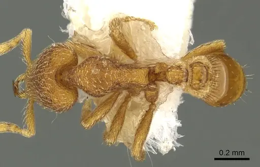 Strumigenys dantalion specimen CASENT0900853 image casent0900853_1