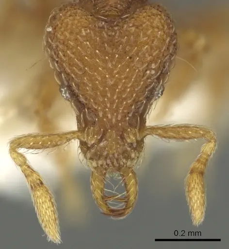 Strumigenys dantalion specimen CASENT0900853 image casent0900853_2